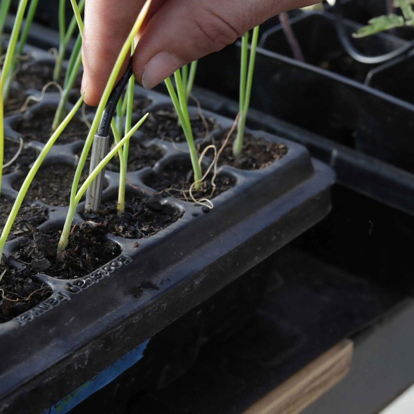 A hand uses tweezers to lift a green seedling from a black plastic tray filled with soil, warmed by the Bootstrap Farmer Seedling Heat Mat Temperature Controller.