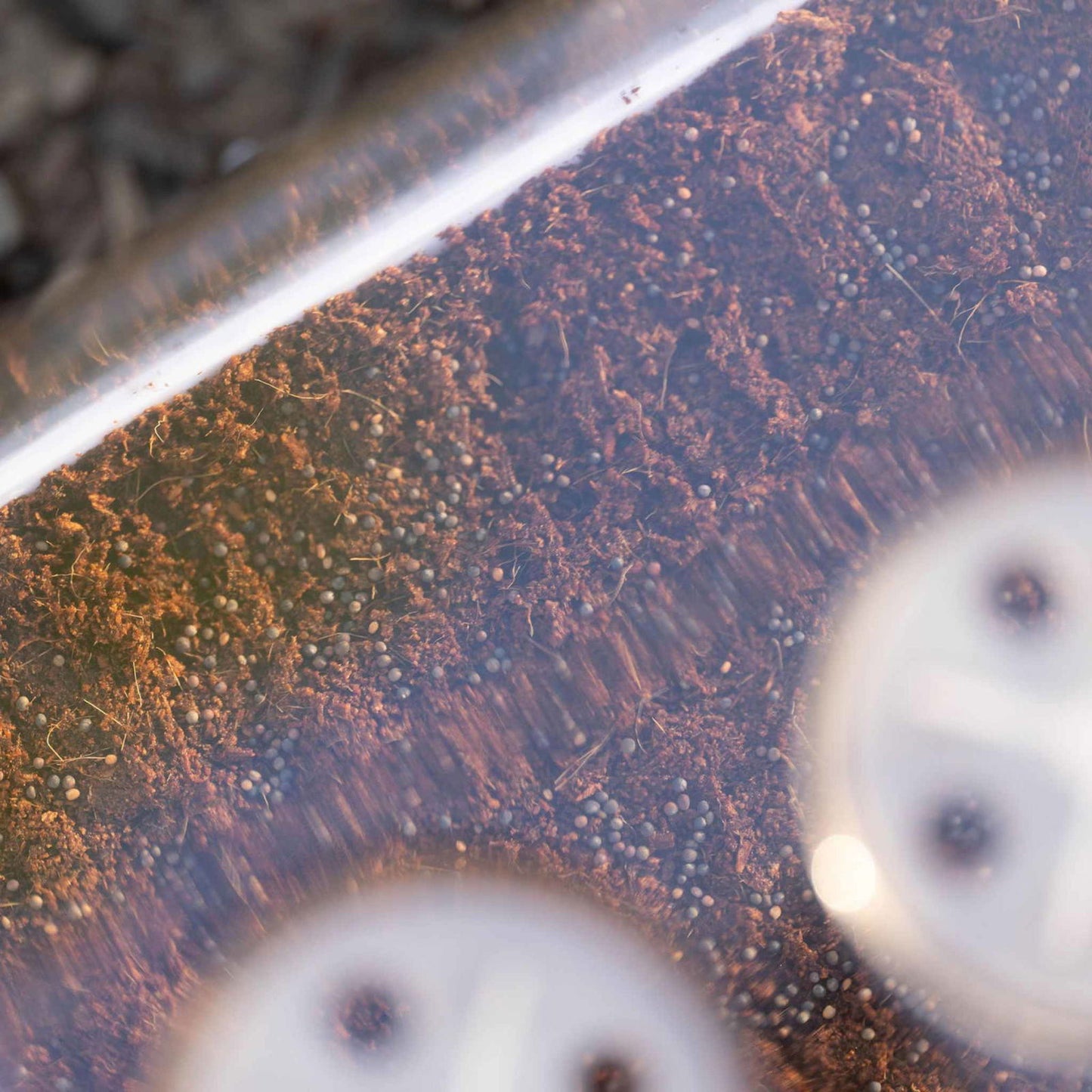 Close-up photograph of dark brown soil with small seeds scattered throughout a transparent container showing rich textures and subtle light reflections