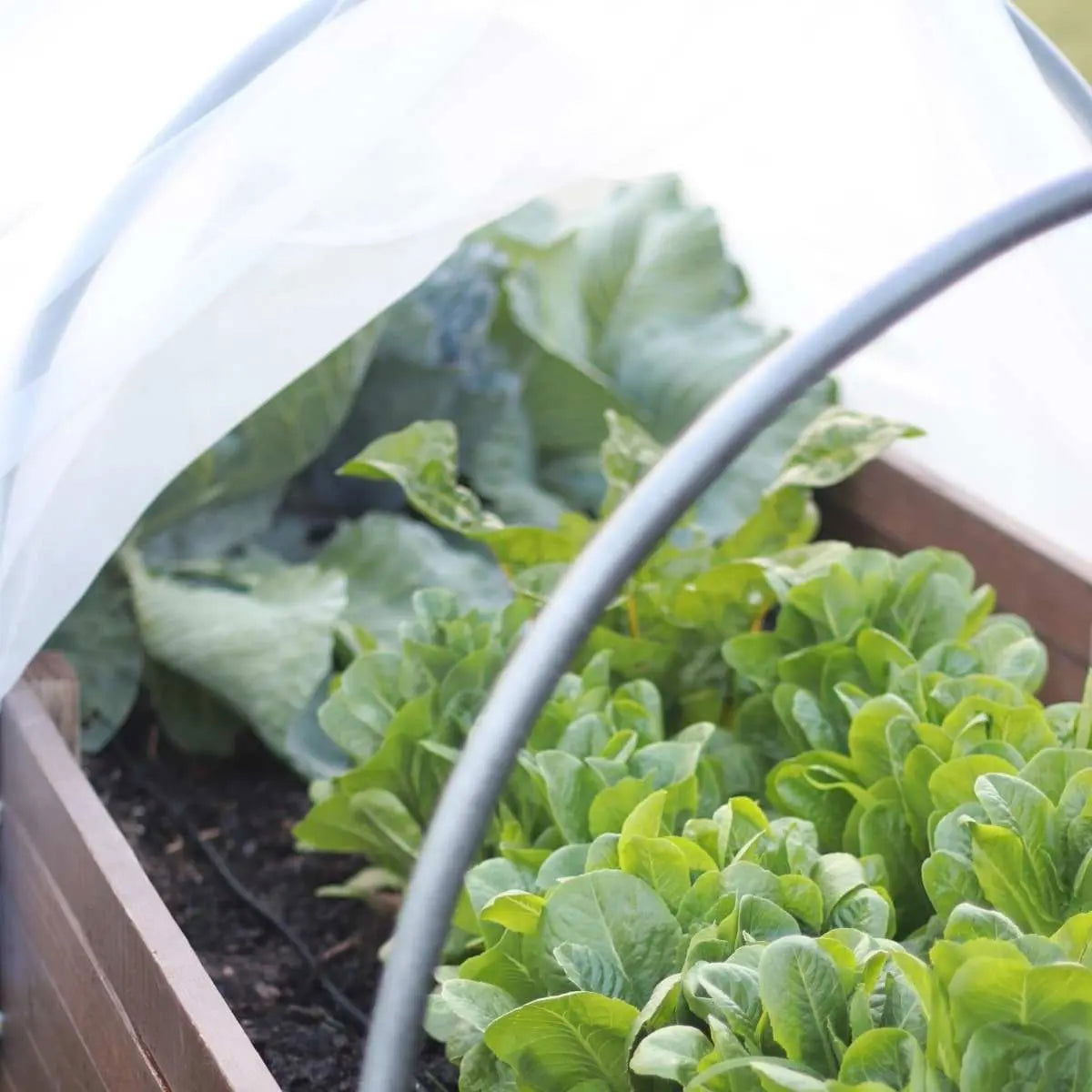 Leafy green vegetables thrive in a raised garden bed, protected by Bootstrap Farmer Insect Netting draped over curved metal hoops.
