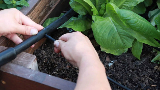 Hands install a drip emitter from the Bootstrap Farmer Watering - Raised Bed Drip Irrigation Kit into a black hose near green leafy plants growing in raised garden beds with dark soil.