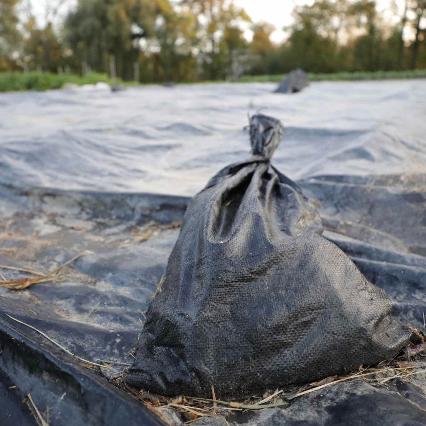 A close-up of a black fabric sack tied at the top sits on Bootstrap Farmer's Light Deprivation & Blackout Plastic—6 mil reversible black & white—spread outdoors, with blurred greenery and trees in the background.
