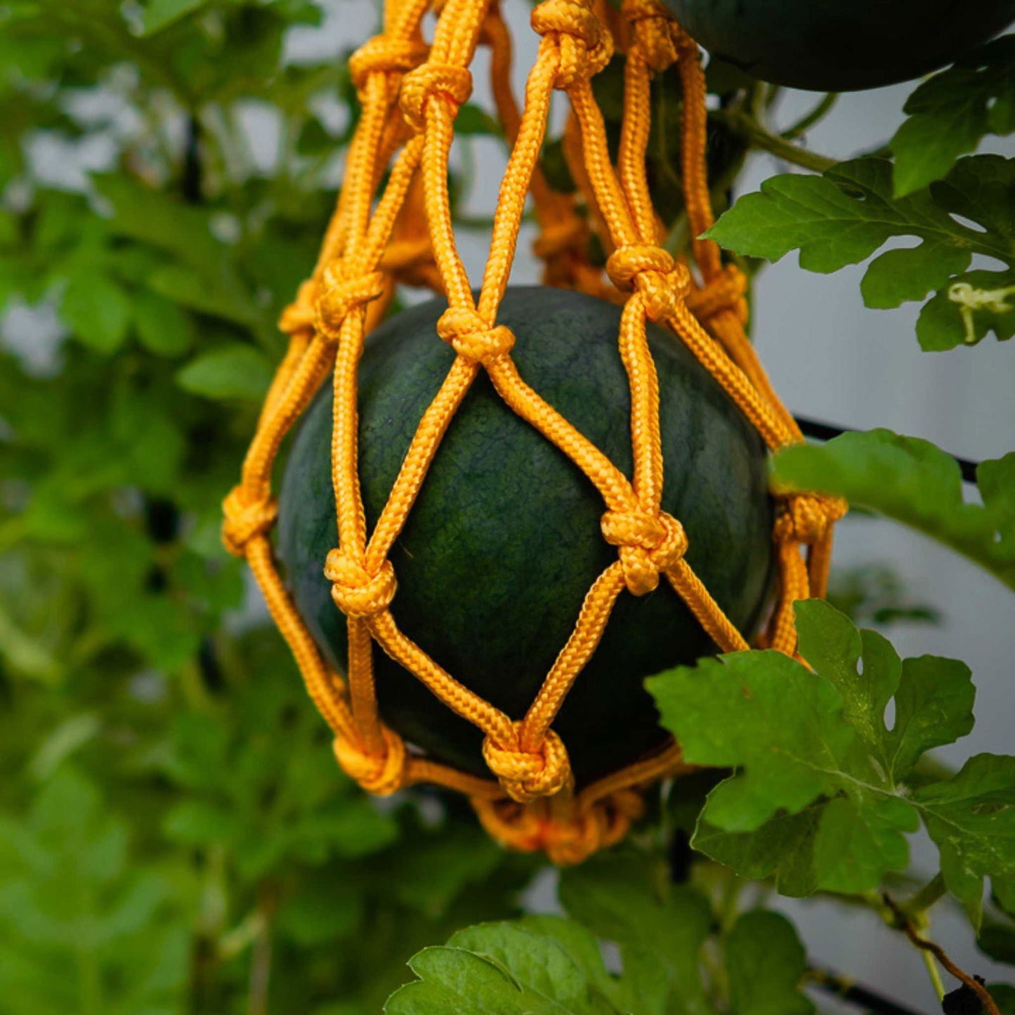 Photography a dark green watermelon in a bright orange net hanging from a watermelon vine with vibrant green leaves