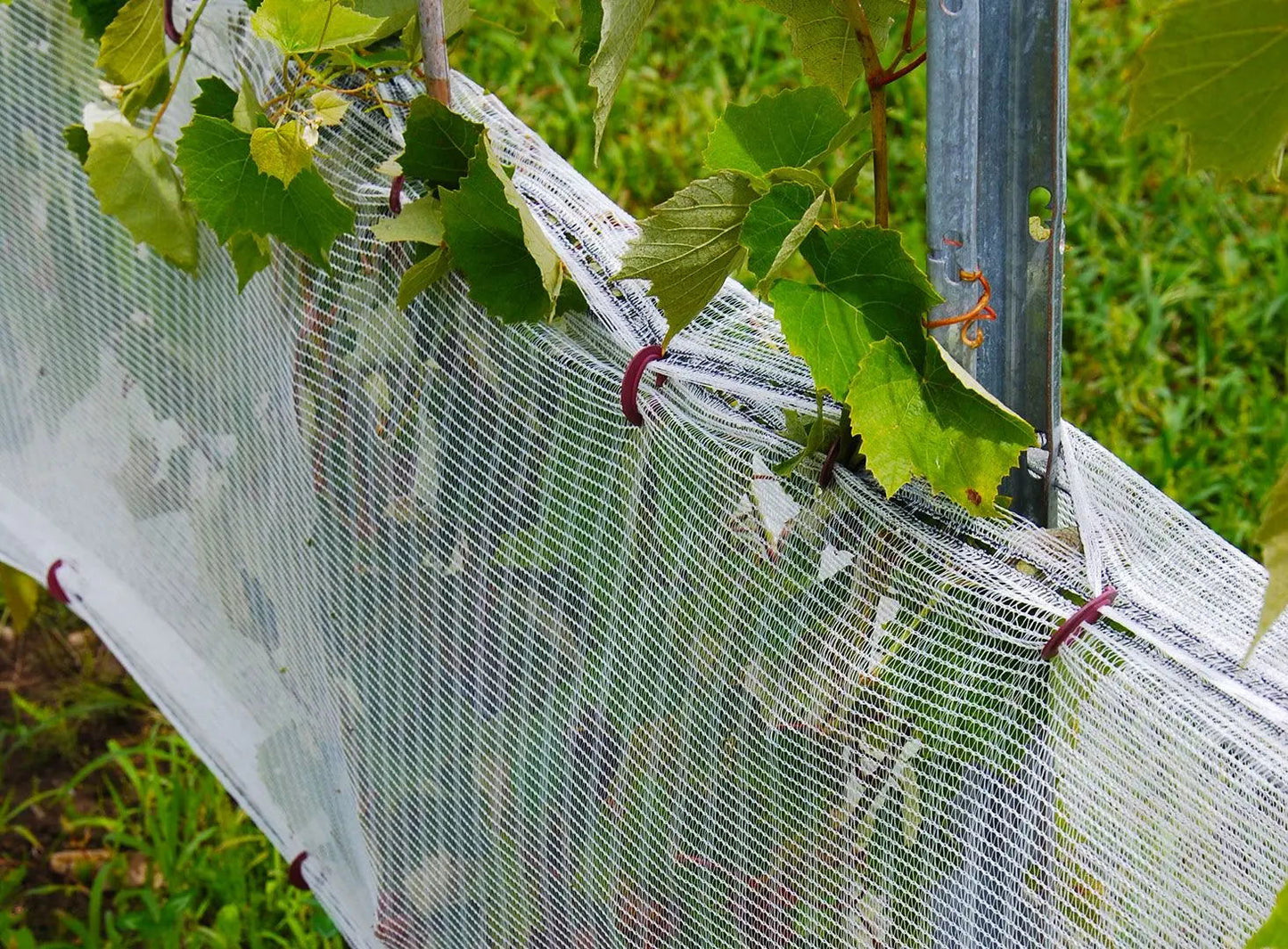 Photograph of grapevines protected by a white mesh netting secured with maroon clips in a vineyard featuring lush green leaves and a metallic support post