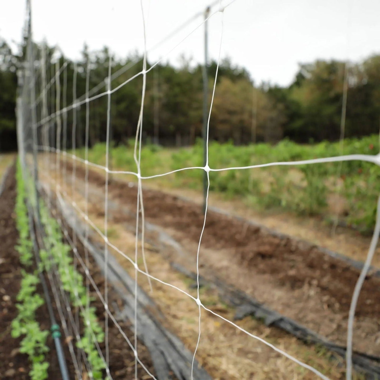 Bootstrap Farmer 6" mesh trellis netting for plant support, showing durable plastic netting with square openings for garden use.
