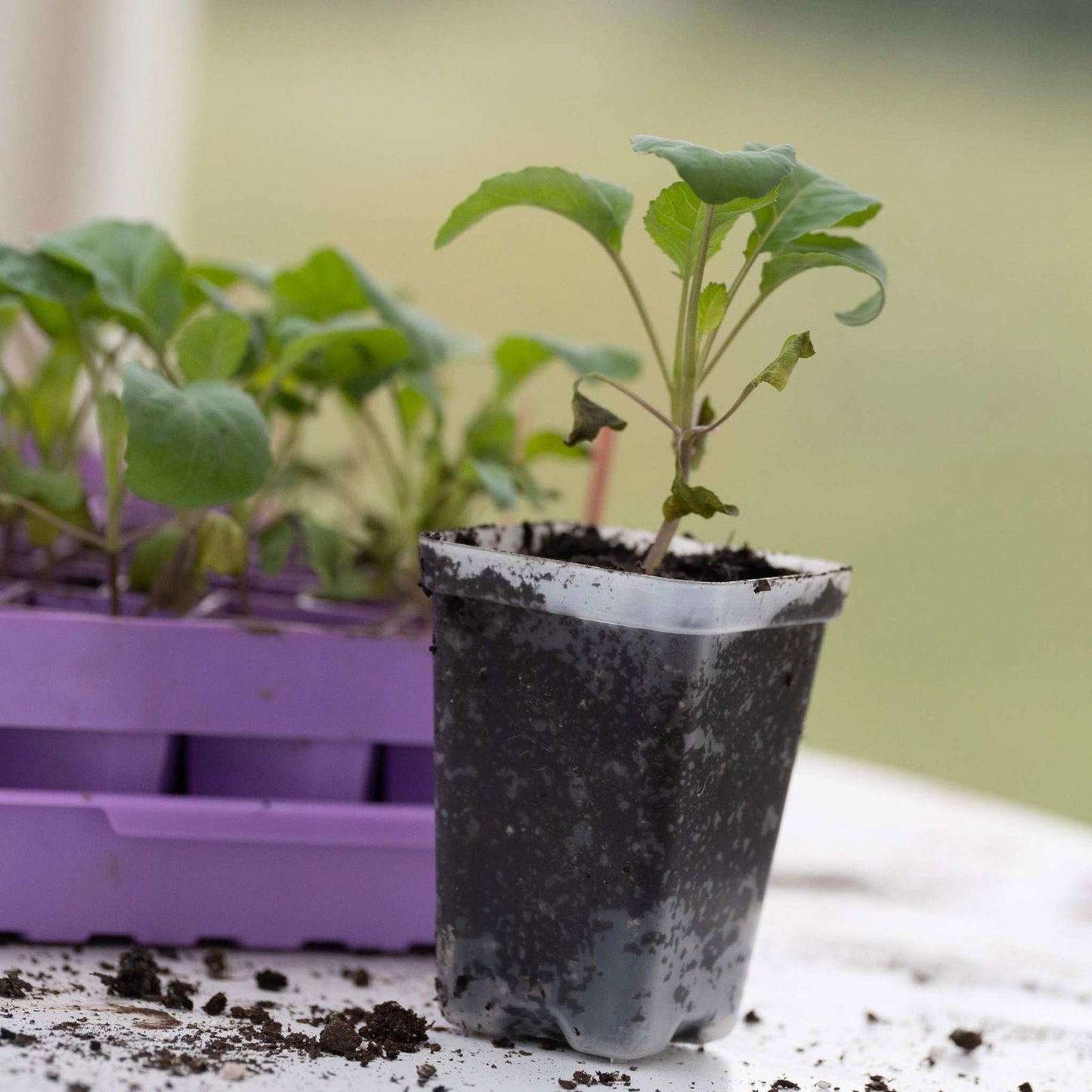 Black Bootstrap Farmer seed starter pots, 2.5-inch extra strength planting containers for seedlings and young plants.
