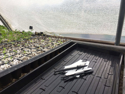 In a greenhouse, seedlings in small pots grow in a soil-filled plastic tray, ready for seedling transplantation with the Bootstrap Farmer Widger Dibber Set. Nearby, empty plant labels and markers rest in another black tray under a translucent cover.