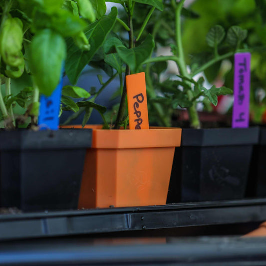 A close-up of a small orange pot marked Peppers, surrounded by others, shows green plants thriving. The scene is vibrant with Bootstrap Farmers Multi-color Plant Labels (100 count) on a dark tray, adding handwritten charm to the colorful environment.