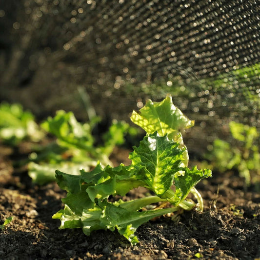 Close-up photo of vibrant green lettuce leaves growing in rich dark soil under a protective mesh net showing sunlight dappling through the net and the lettuce leaves exhibiting detailed venation and glistening moisture droplets