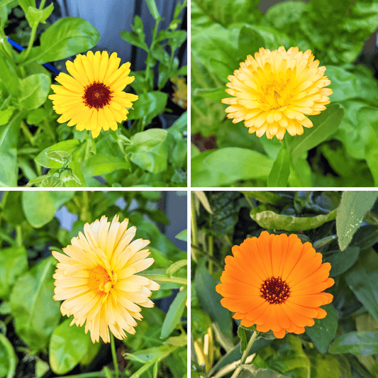 Calendula beginner grow kit with herb seeds, including planting materials from Plantflix for easy gardening at home.