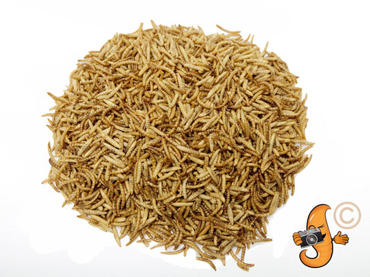 10lb Chubby Mix by Chubby Mealworms USA featuring mealworms and black soldier fly larvae in a clear container.