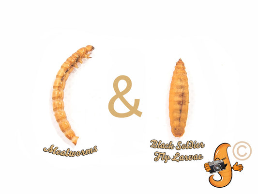 2lb Chubby Mix by Chubby Mealworms USA featuring mealworms and black soldier fly larvae in a resealable bag.