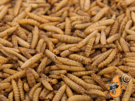Dried Black Soldier Fly Larvae from Chubby Mealworms USA, 4-pound bag of crunchy, dried BSFL for animal feed or bait.