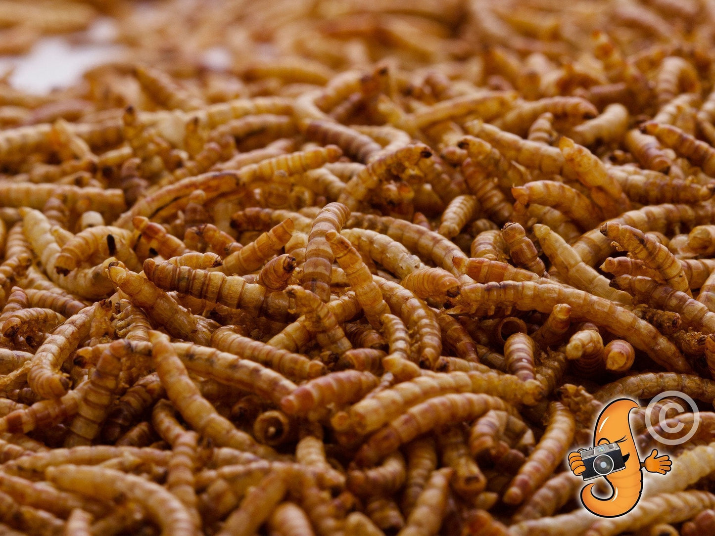 15-pound bag of dried mealworms from Chubby Mealworms USA, showing a close-up of brown dried mealworms in a clear bag.