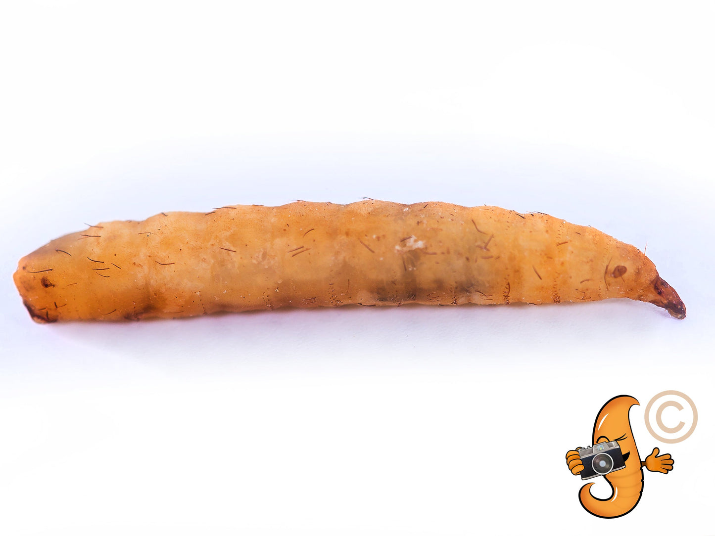 5LB Chubby Dried Black Soldier Fly Larvae - Grown in North America (Montreal) Non-GMO - Blessings Grow Meadows