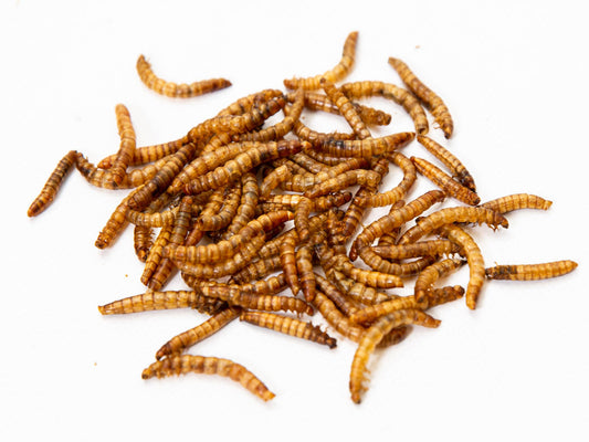 5lbs Chubby North American Dried Mealworms from Chubby Mealworms USA, Montreal-grown, non-GMO, in a clear bag.