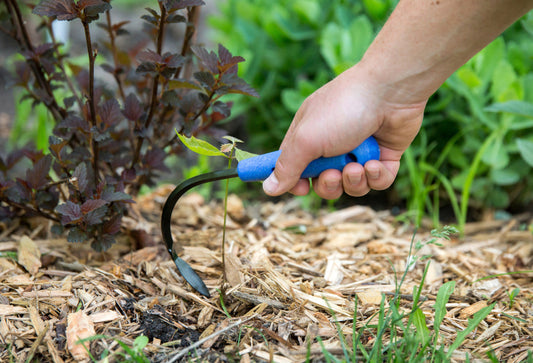 CobraHead Mini Weeder and Cultivator garden tool with ergonomic handle and sharp tines for soil cultivation and weed removal