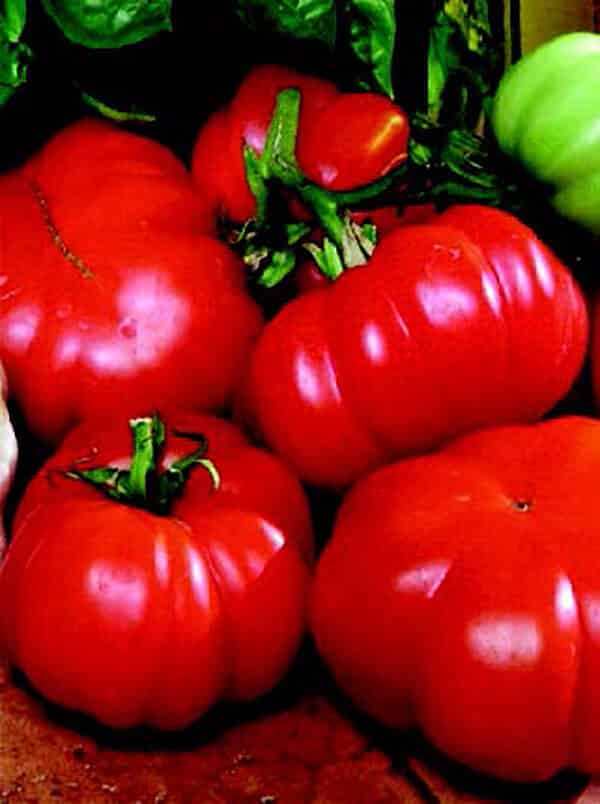 Costoluto Genovese Tomato Seeds - Blessings Grow Meadows