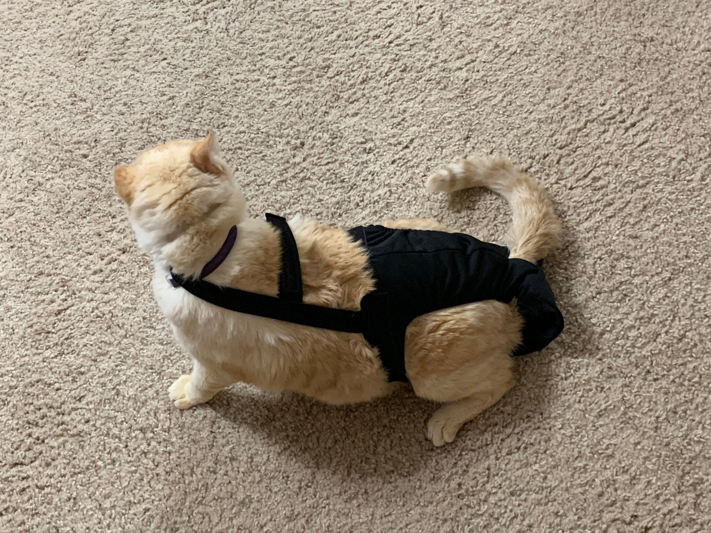 Crazy K Farm Pet and Poultry Diapurr cat diaper in baby leopard print, one size fits most cats, comfortable and secure fit.