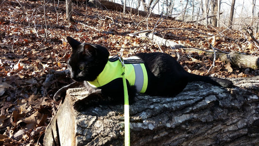 Sunshine yellow Crazy K Farm Kitty Holster cat harness with reflective safety features, made in the USA, XS size, worn by a cat.