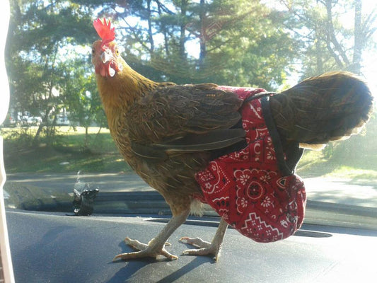Black chicken, duck, pigeon, and goose harness with removable vinyl liner for bird diapers by Crazy K Farm Pet and Poultry.