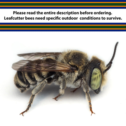 CrownBees Summer Leaf Bees 200-count package for pollination, shown in a box with leaf-shaped bee traps.