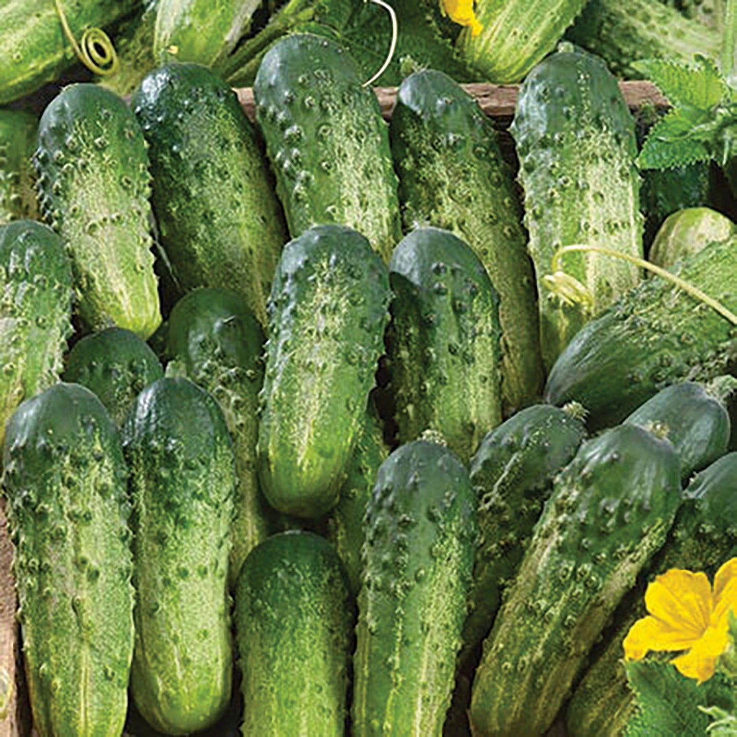 Sumter Cucumber - Blessings Grow Meadows