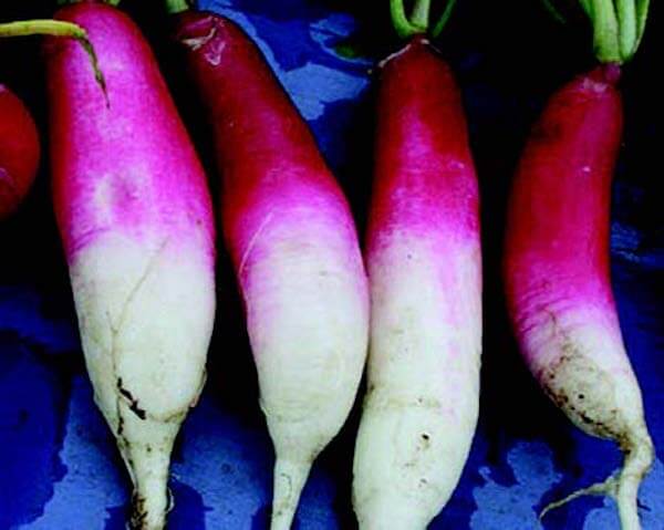 D'Avignon - Blessings Grow Meadows