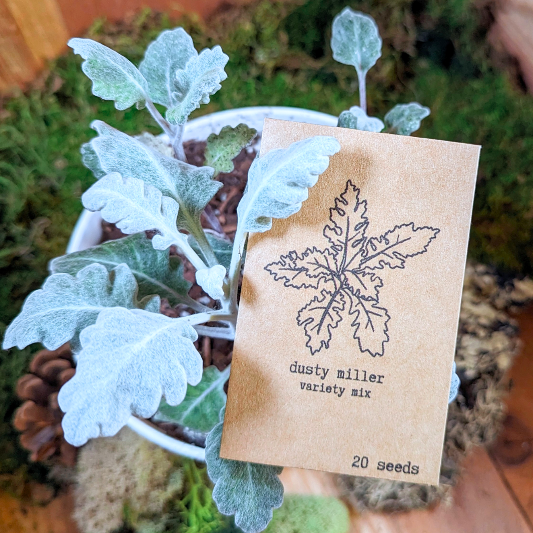 Dusty Miller Mix Seeds for houseplants by Plantflix, showing colorful seed packets for growing Dusty Miller plants.