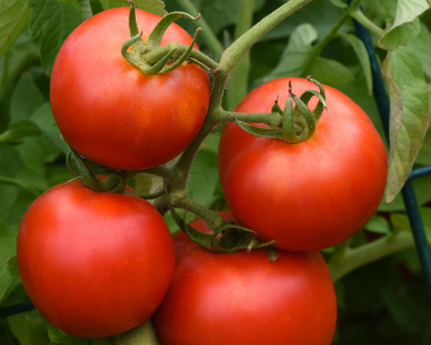 Four ripe red Early Girl Hybrid tomatoes from Seeds 'n Such are growing in a cluster on the vine, surrounded by green leaves in the garden, known for their abundant yields.