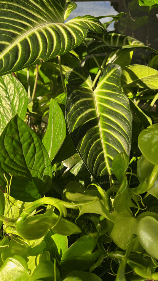 Elm Dirt Kelp Mist in a 16 oz spray bottle, featuring natural kelp extract for plant hydration and nourishment.
