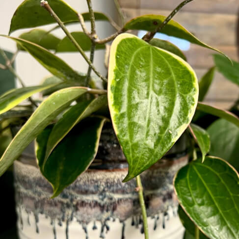 Elm Dirt Plant Perfection 16 oz bottle, showcasing the plant care product with a clear label and vibrant plant imagery.