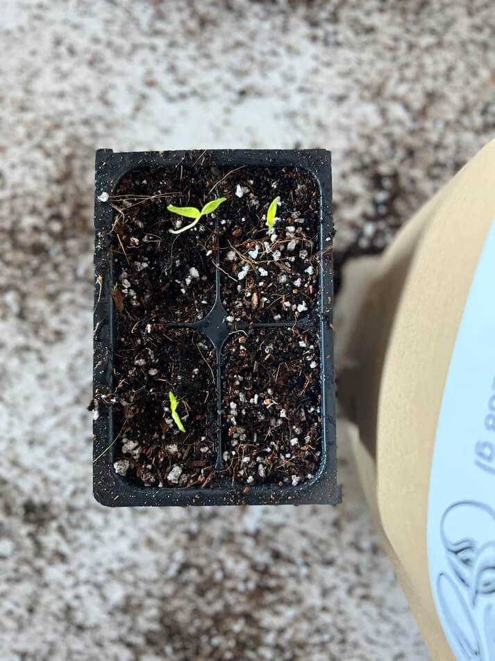 Bag of Elm Dirt Seedling Mix with healthy soil and organic material for starting seedlings and young plants.