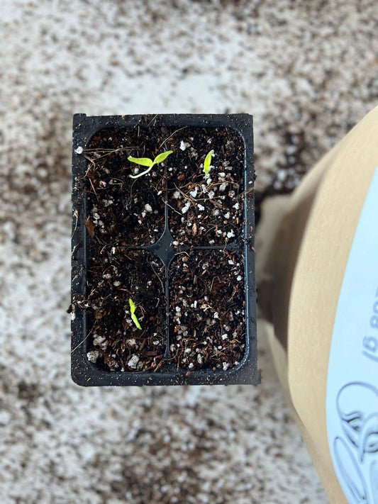 Elm Dirt Seedling Mix soil in a bag, showing nutrient-rich organic planting soil ideal for seedlings and young plants.