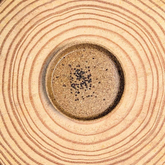 Eucalyptus Polyanthemos 'Red Box' houseplant seeds from Plantflix, showing small seed clusters suitable for indoor planting.