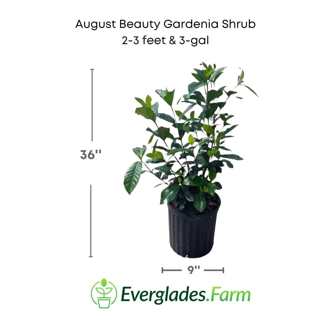 Everglades Farm August Beauty Gardenia shrub with white flowers, 1-2 feet tall, in a 1-gallon container.