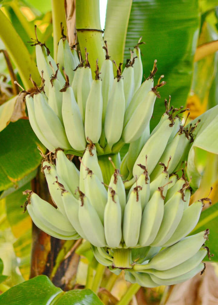 Everglades Farm Kokopo Patupi Dwarf Banana Plant, 1-2 feet tall, potted in a 1-gallon container, lush green foliage.
