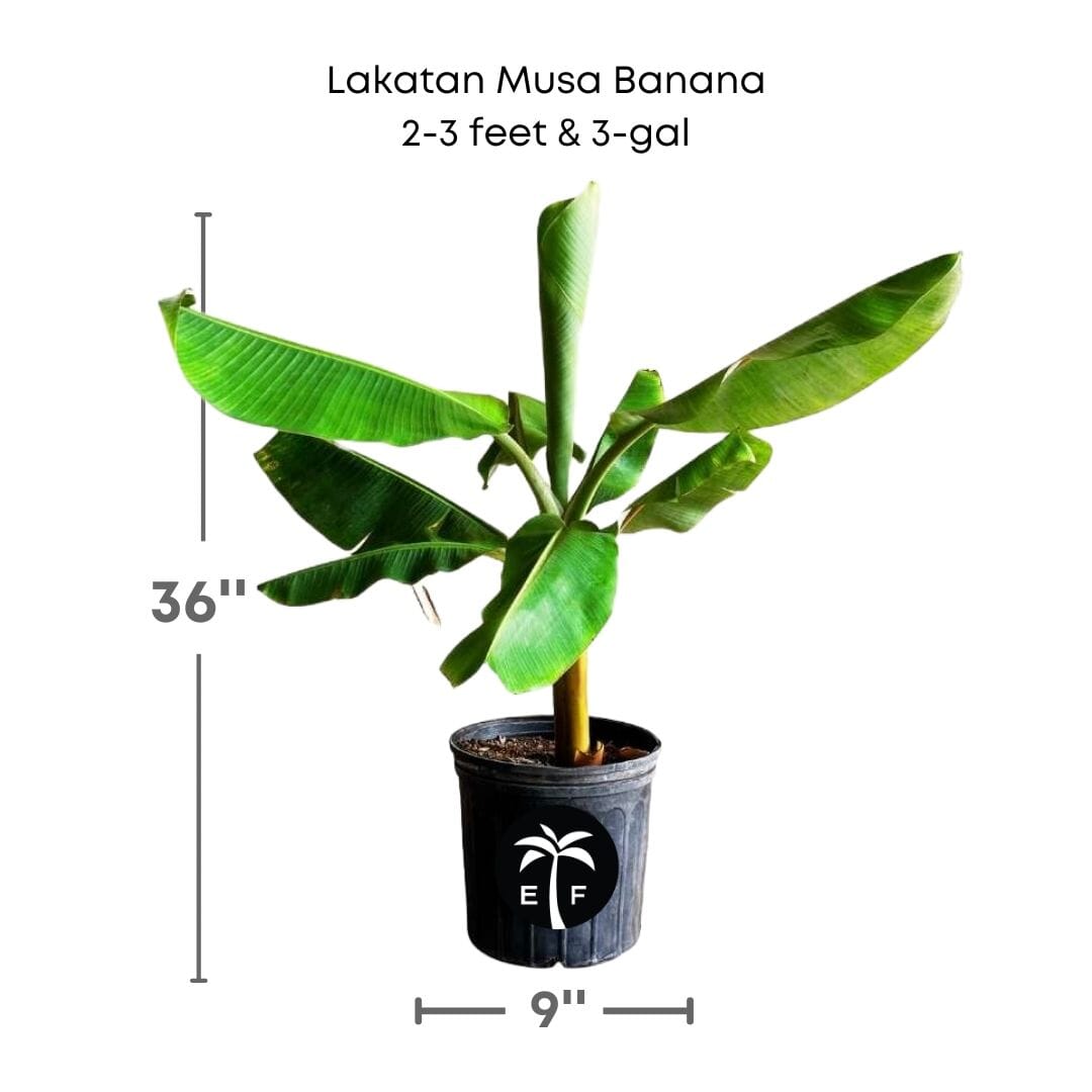 Everglades Farm Lakatan Musa banana plant, 1-2 feet tall in a 1-gallon pot, healthy green foliage with developing bananas