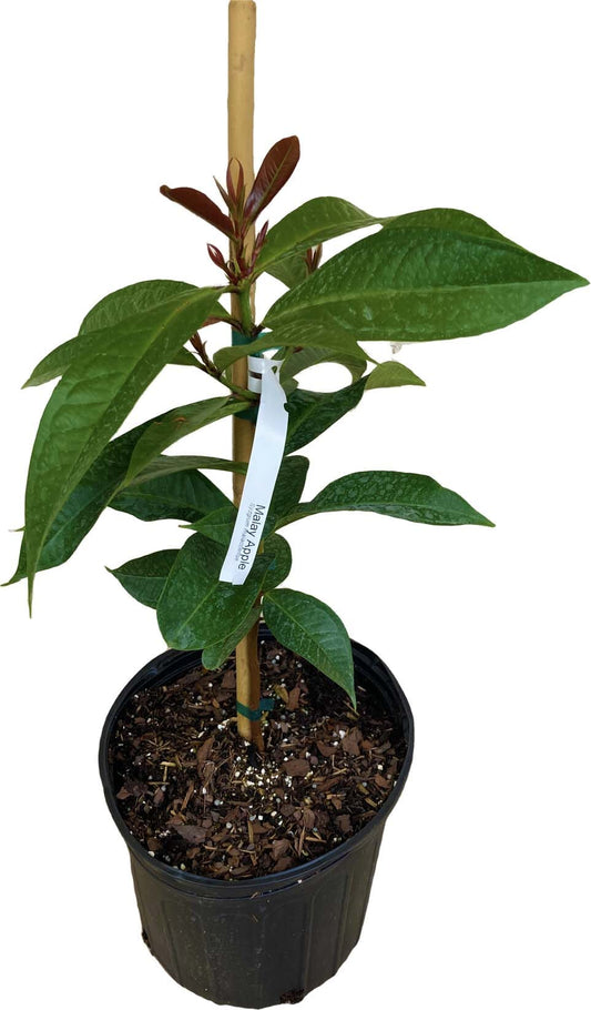 Airlayered Malay Apple fruit tree from Everglades Farm, 1-2 feet tall, ready for planting, featuring lush green leaves and healthy branches.