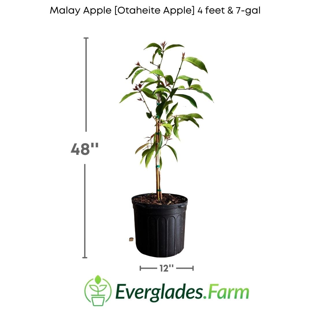 Airlayered Malay Apple (Otaheite Apple) fruit tree from Everglades Farm, 1-2 feet tall, ready for planting.