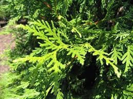 Two-foot tall Everglades Farm Thuja Green Giant Arborvitae in a one-gallon pot, ready for planting.