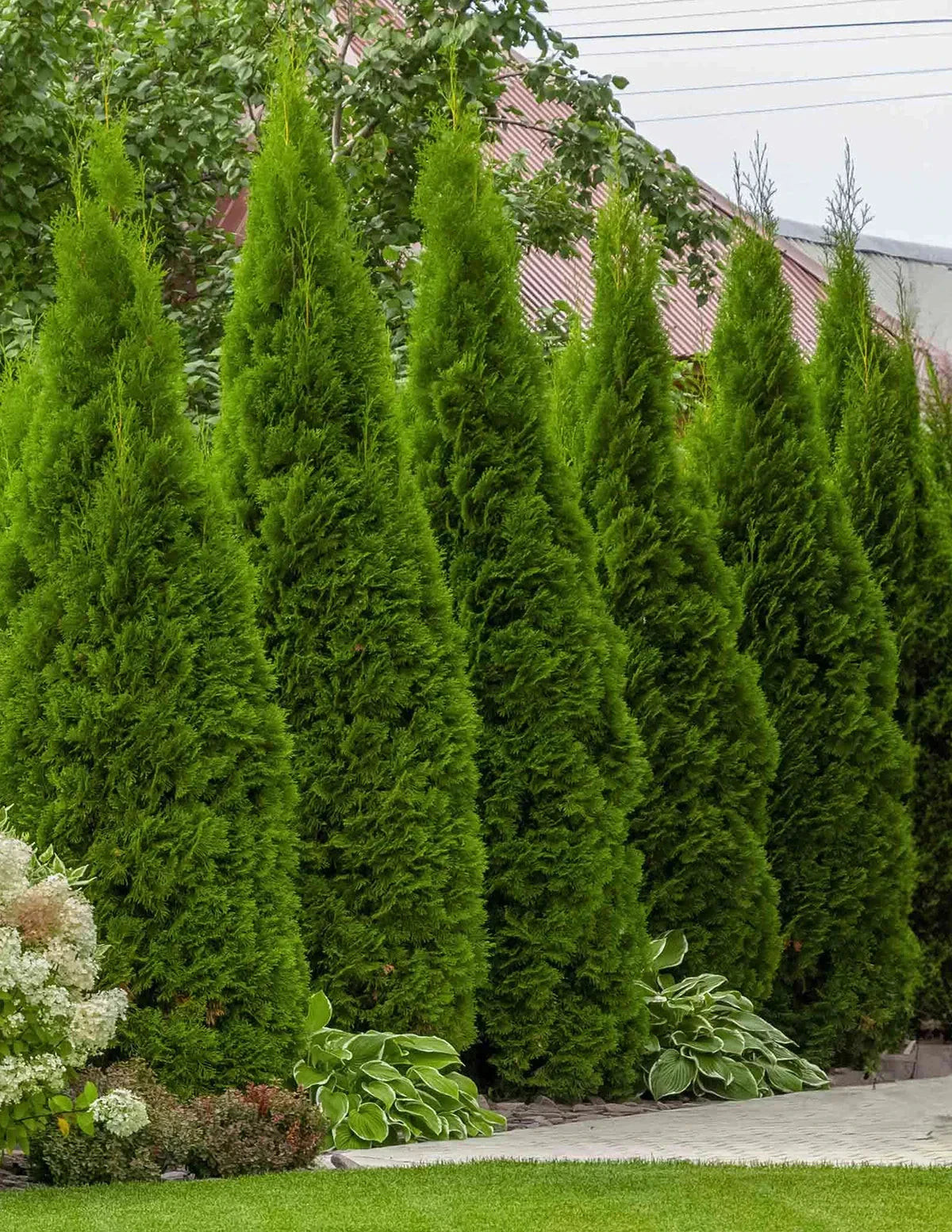 Everglades Farm Thuja Green Giant Arborvitae in 1-gallon container, showcasing lush green foliage and healthy growth.