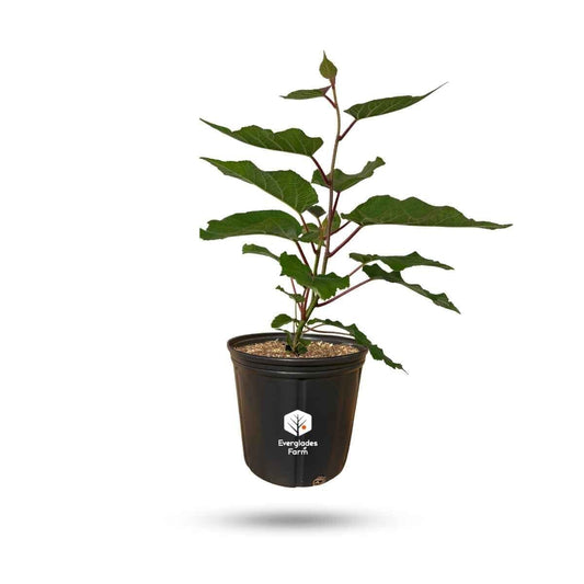 Everglades Farm Vincent Fuzzy Kiwi Vine, female fruiting plant in 1-gallon pot with fuzzy green leaves and developing kiwi fruit.