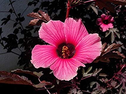 African Rose Hibiscus Acetosella plant by Everglades Farm with vibrant cranberry-red foliage and distinctive leaves, 12-18 inches tall.