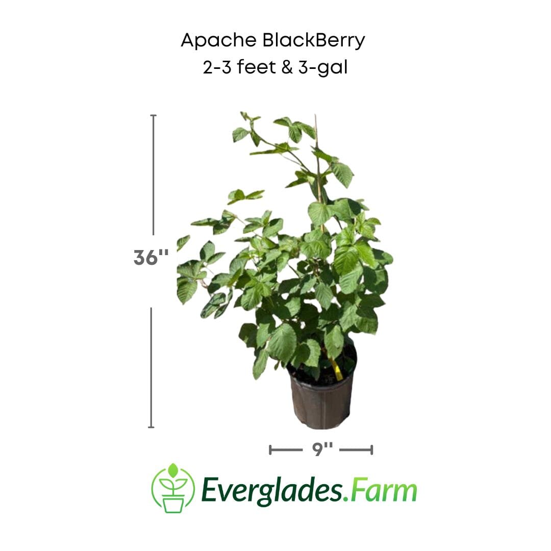 Everglades Farm Apache Blackberry plant, summer bearing, thornless, 12-18 inch, 1-gallon size, healthy berry plant for garden.