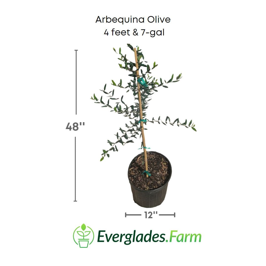 Everglades Farm semi-dwarf Arbequina olive tree, 12-18 inches tall in a 1-gallon container, with green leaves and mature fruit.