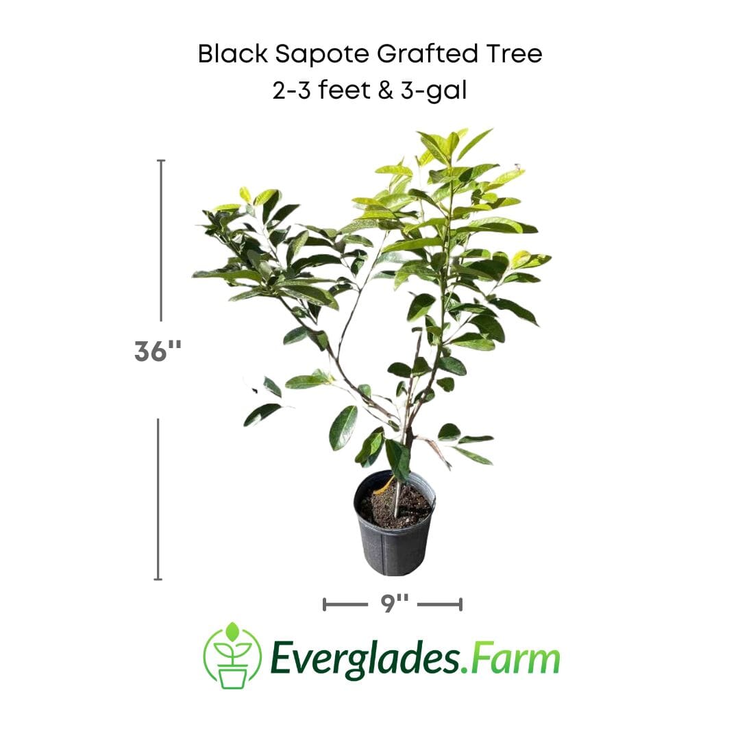 Grafted Black Sapote Bernicker tree from Everglades Farm, 12-18 inches tall in 1-gallon container