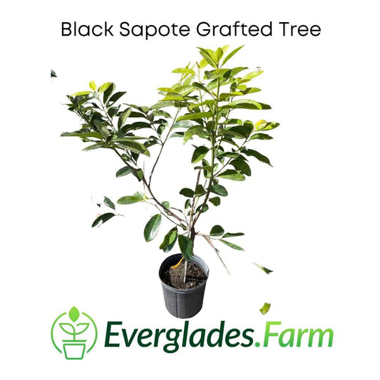 Grafted Black Sapote Reineke Merida tree from Everglades Farm, 12-18 inches tall in 1-gallon container