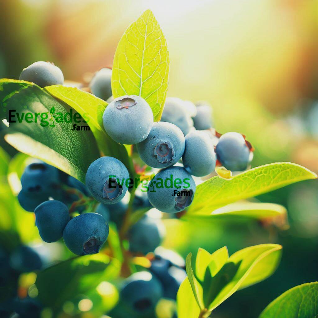 Everglades Farm Sharpe Blue blueberry plant, 12-18 inches tall in a 1-gallon pot, healthy and vibrant for planting.
