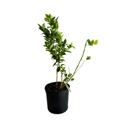 Everglades Farm Sharpe Blue blueberry plant, 12-18 inches tall in 1-gallon pot, healthy blue foliage and compact growth