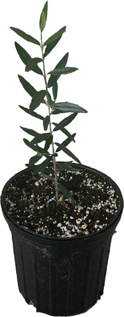 Everglades Farm Chemlali Olive Tree in 1-gallon container, 12-18 inches tall, healthy green foliage and sturdy trunk.
